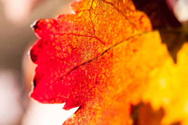Autumn Poster featuring the photograph Autumn Grapeleaf Up Close by Dina Calvarese