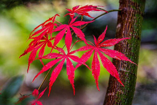 Japanese Poster featuring the photograph Autumn Japanese Maple by Ken Stanback