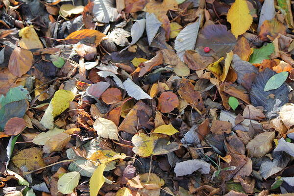 Autumn Poster featuring the photograph Autumn Leaves by David Grant