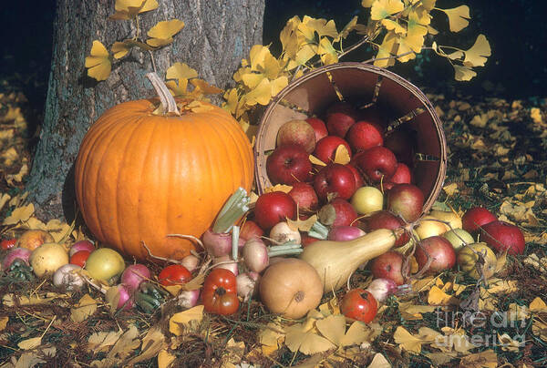 Autumn Poster featuring the photograph Autumn Still Life by Photo Researchers, Inc.