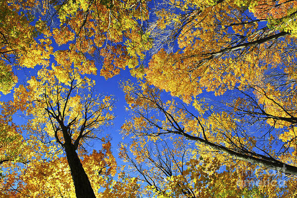 Treetops Poster featuring the photograph Autumn treetops by Elena Elisseeva