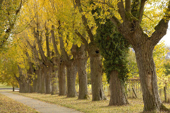 Black Poplar Poster featuring the photograph Avenue with black poplar trees in autumn by Matthias Hauser