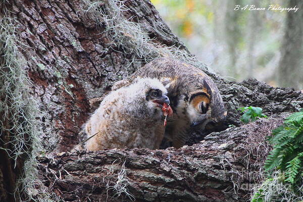 Great Horned Owl Poster featuring the photograph Baby Owl Feeding by Barbara Bowen