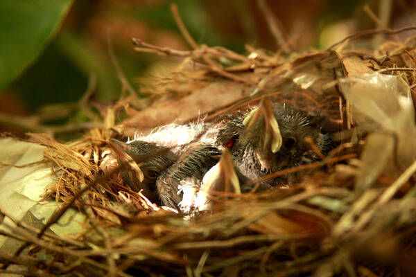 Animals Poster featuring the photograph Baby Robins in nest by Emanuel Tanjala