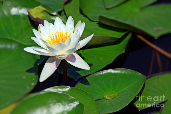 Lily Pad Poster featuring the photograph Backyard Lily by Brenda Giasson