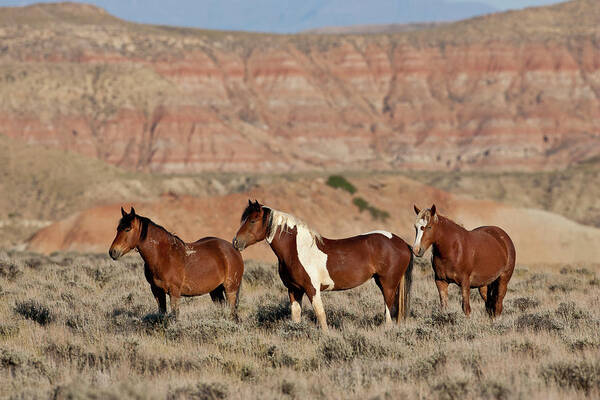 Blm Poster featuring the photograph Badland Mustangs by D Robert Franz