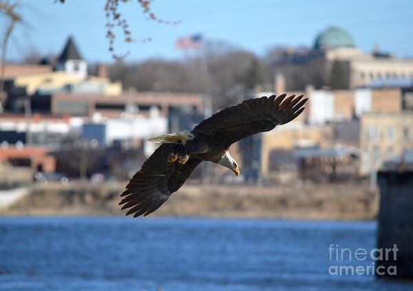 Color Photography Poster featuring the photograph Bald Eagle In Town by Sue Stefanowicz