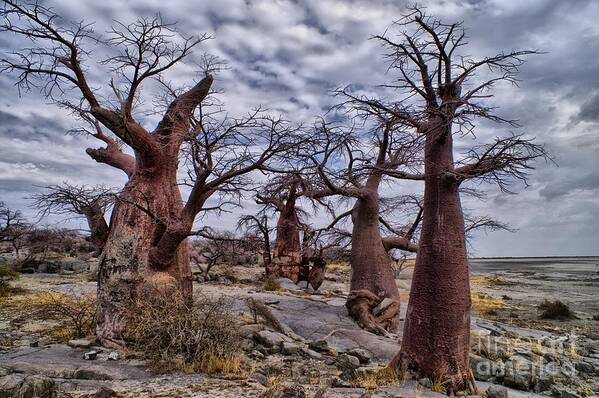 Baobab Trees Poster featuring the photograph Baobab trees at Kubu Island by Mareko Marciniak