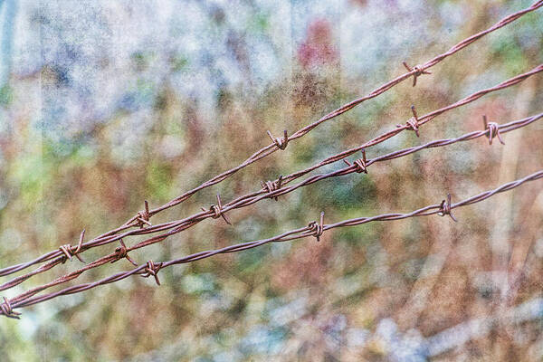 Barbed Wire Poster featuring the photograph Barbed Wire Fence by Bonnie Bruno