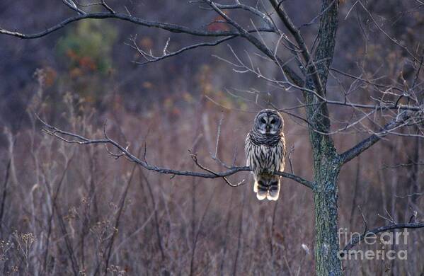 Nature Poster featuring the photograph Barred Owl by Jack R Brock