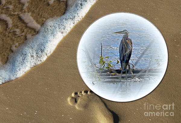 Color Photography Poster featuring the photograph Beached Heron by Sue Stefanowicz