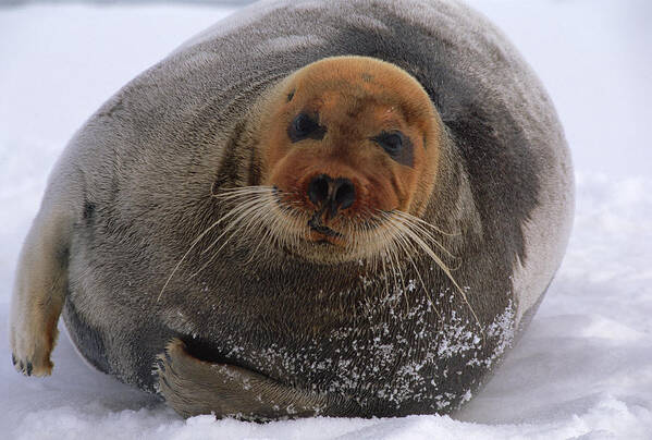 Mp Poster featuring the photograph Bearded Seal Erignathus Barbatus Adult by Flip Nicklin