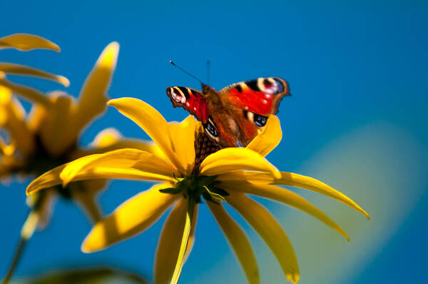 Nature Poster featuring the photograph Beautiful Friendship by Jenny Rainbow