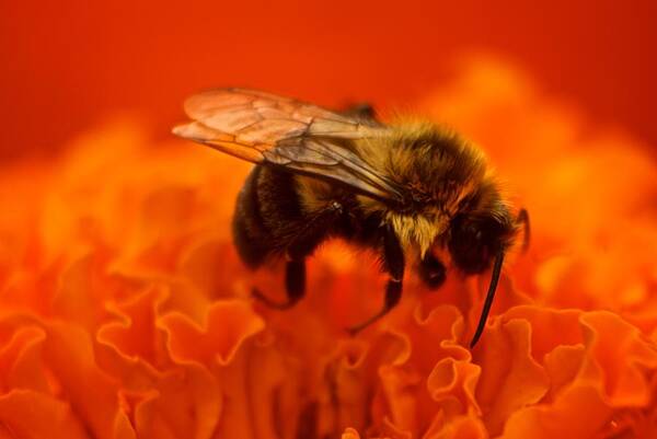 Bee Poster featuring the photograph Bee on orange flower by Prince Andre Faubert