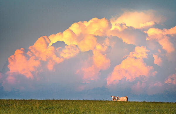 Cows Poster featuring the photograph Beefy Thunder by Brian Duram