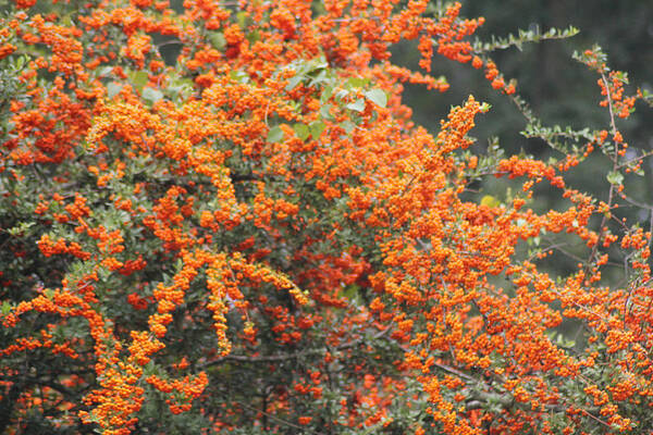 Tree Poster featuring the photograph Berry Orange by Karen Wagner