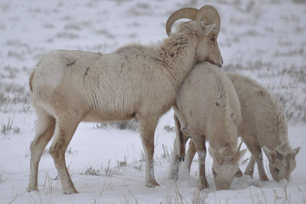 Big Horn Sheep Poster featuring the photograph Big Horn Sheep by Stephen Vecchiotti