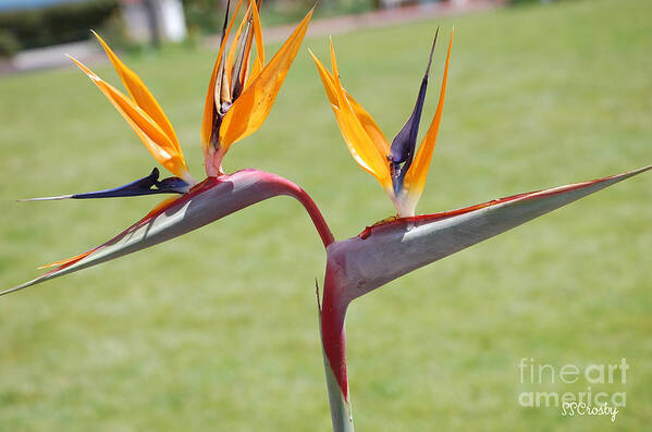 Bird Of Paradise Poster featuring the photograph Bird of Paradise by Susan Stevens Crosby