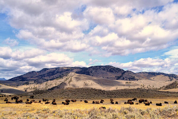 Buffalo Poster featuring the photograph Bison by Kelly Reber