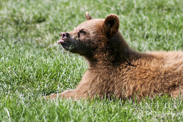 Animal. Wildlife Poster featuring the photograph Black Bear Cub I by Teresa Zieba