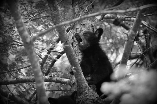 Black Bear Cub Poster featuring the photograph Black Bear Cub by Todd Hostetter