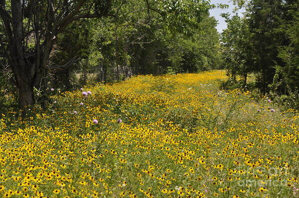 Country Poster featuring the photograph Black Eyed Susan by Cheryl McClure