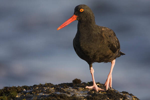 00439340 Poster featuring the photograph Black Oystercatcher Natural Bridges by Sebastian Kennerknecht