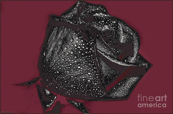 Nature Poster featuring the photograph Black Rose - Digital Effect by Debbie Portwood