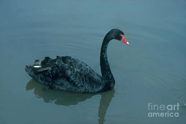 Animal Poster featuring the photograph Black Swan by Photo Researchers, Inc.