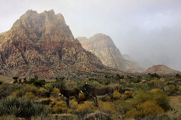 Burro's Poster featuring the photograph Blending in by Tammy Espino