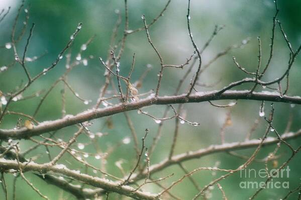 Branches Poster featuring the photograph Bliss by Lisa Argyropoulos