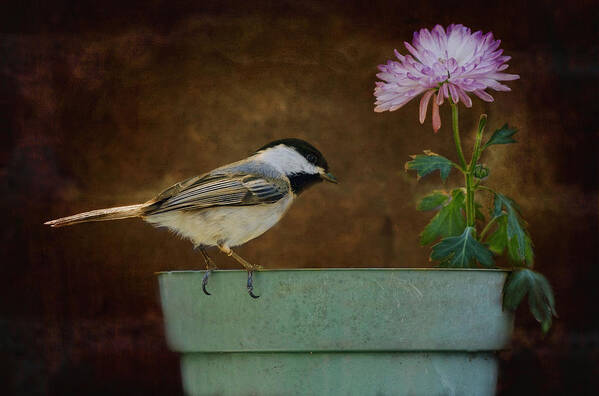 Birds Poster featuring the photograph Bloom N Curiosity by Robin-Lee Vieira