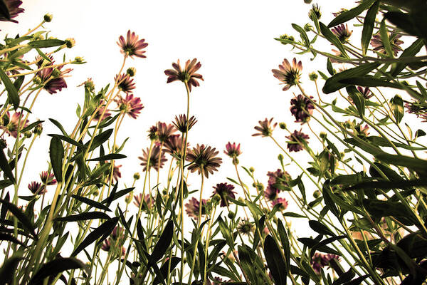 Flowers Poster featuring the photograph Blooming Above by Sumit Mehndiratta