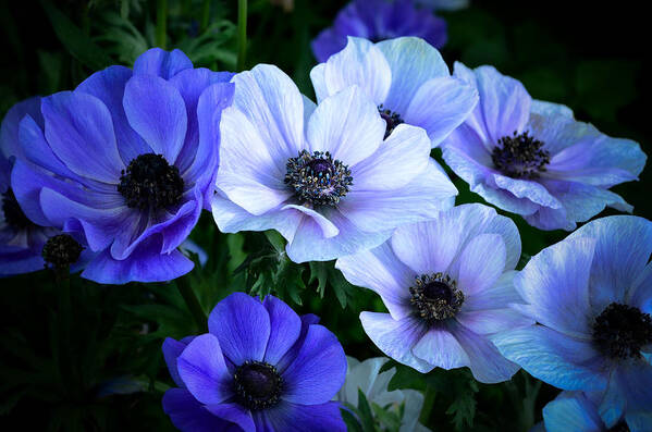 Flowers Poster featuring the photograph Blue and White by Julie Palencia