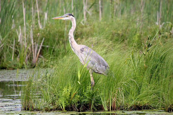 Blue Heron Poster featuring the photograph Blue Heron in Grasses by Brook Burling