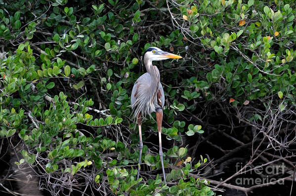 Great Blue Heron Poster featuring the photograph Blue heron in tree by Dan Friend
