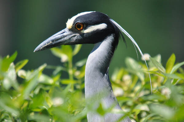 Teresa Blanton Poster featuring the photograph Blue Heron Left by Teresa Blanton