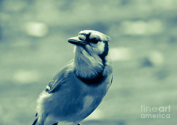 Blue Jay Poster featuring the photograph Blue Jay by Cheryl Baxter