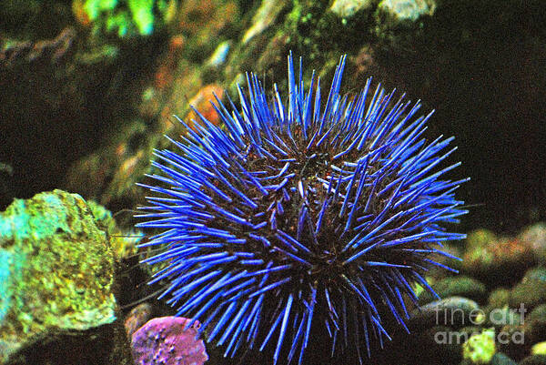 Salt Water Poster featuring the photograph Blue sea urchin 2 by Frank Larkin