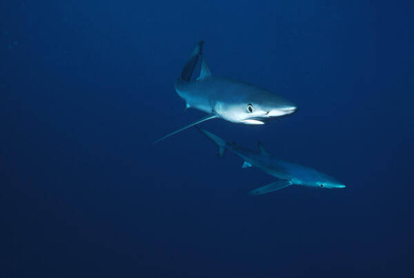Mp Poster featuring the photograph Blue Shark Prionace Glauca Pair by Flip Nicklin