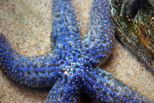 Ocean Poster featuring the photograph Blue starfish by Anthony Citro