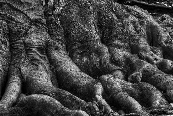 B & W Poster featuring the photograph Body of Tree Roots by Dennis Dame