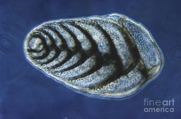 Science Poster featuring the photograph Bolivina Robusta Lm by Eric V. Grave