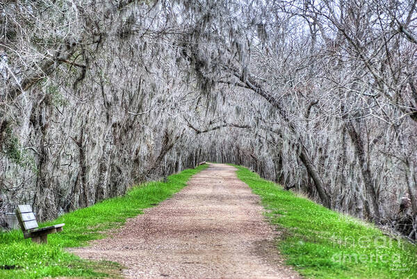 Road; Roads; Arc; Path; Rail; Trails; Moss Poster featuring the photograph Brazos Bend Pass by Diego Re