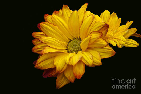 Chrysanthemum Poster featuring the photograph Bright And Brassy by Byron Varvarigos