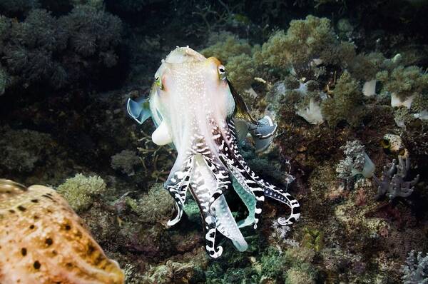 Broadclub Cuttlefish Poster featuring the photograph Broadclub Cuttlefish Male by Georgette Douwma