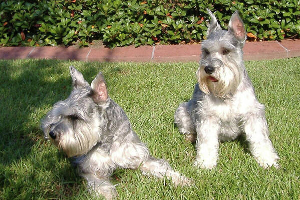 Schnauzers Poster featuring the photograph Brothers by Diane Ferguson