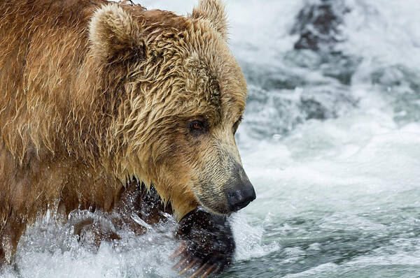 Mp Poster featuring the photograph Brown Bear Ursus Arctos Foraging by Sergey Gorshkov