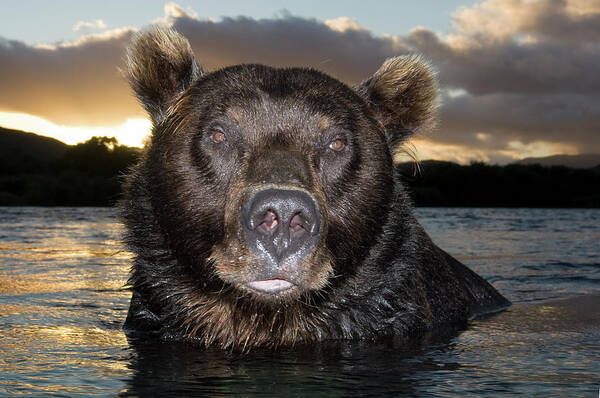 Mp Poster featuring the photograph Brown Bear Ursus Arctos In River by Sergey Gorshkov