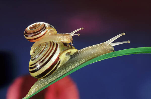 Nis Poster featuring the photograph Brown Lipped Snails by Jef Meul